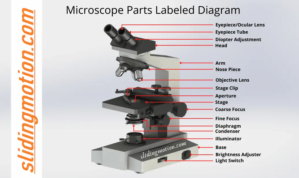 Parts Of A Compound Microscope And Their Functions 2022 Images