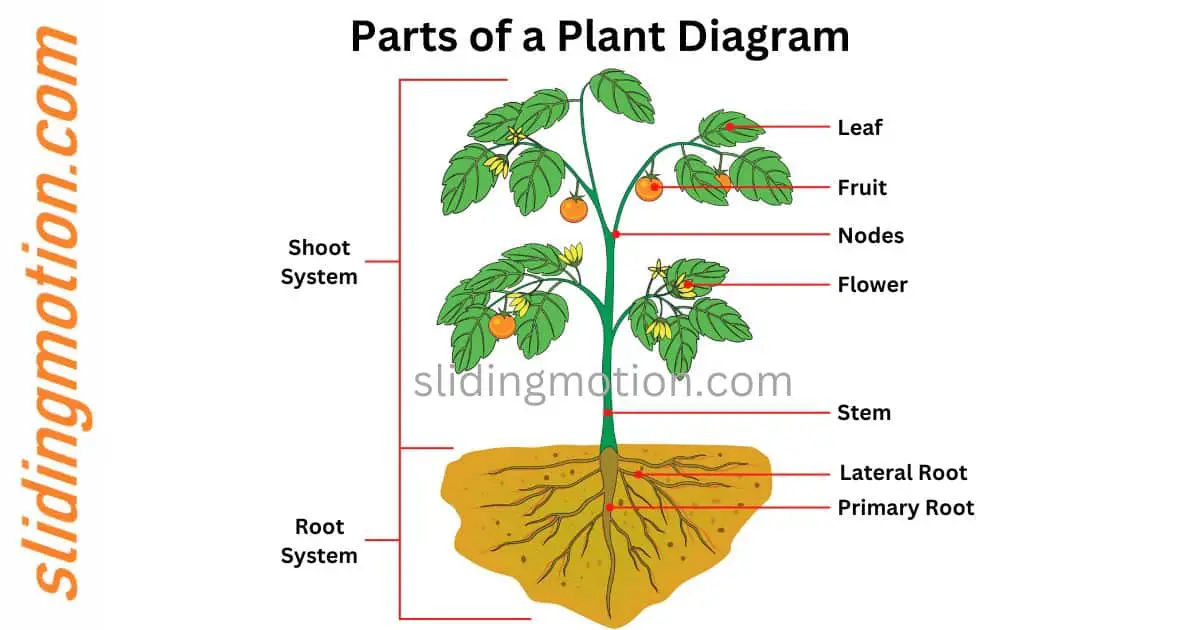 Complete Guide of Key Parts of Plant:Names, Functions & Diagram