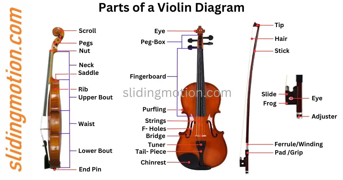 Ultimate Guide Parts of a Violin: Names, Functions &